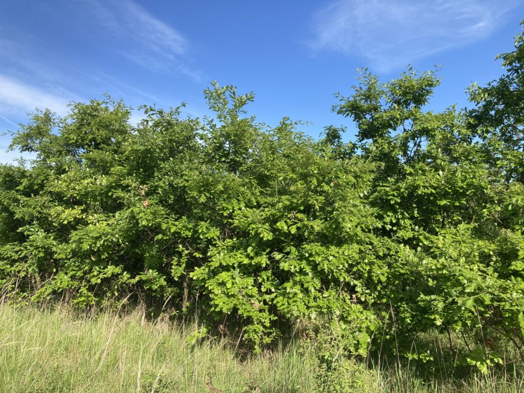 Eladó • Erdő • Hidegkút • 70000 m²