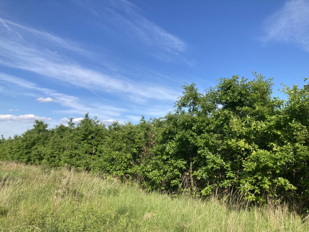 Eladó • Erdő • Hidegkút • 70000 m²