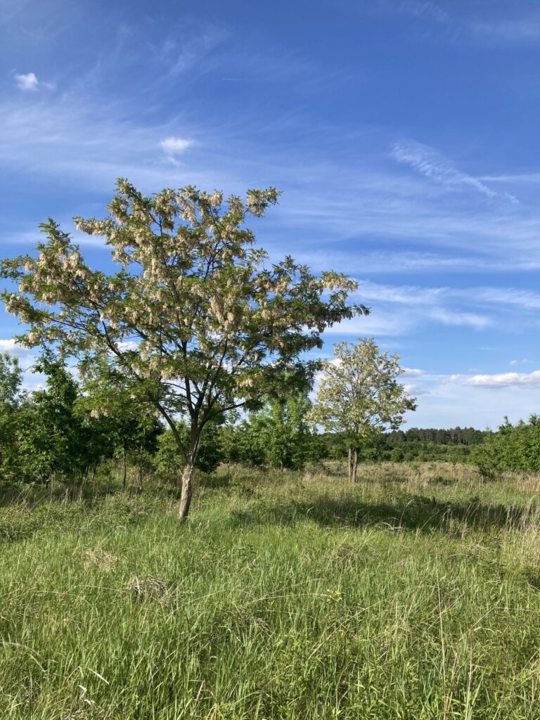 Eladó • Erdő • Hidegkút • 70000 m²