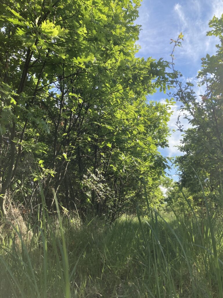 Eladó • Erdő • Hidegkút • 70000 m²