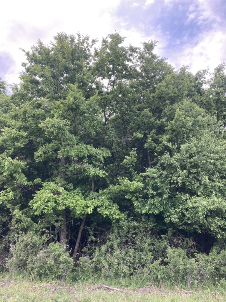 Eladó • Erdő • Nyirád • 120000 m²