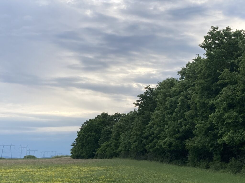 Eladó • Erdő • Nyirád • 120000 m²