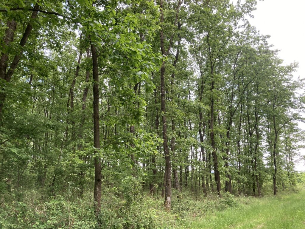 Eladó • Erdő • Nyirád • 120000 m²
