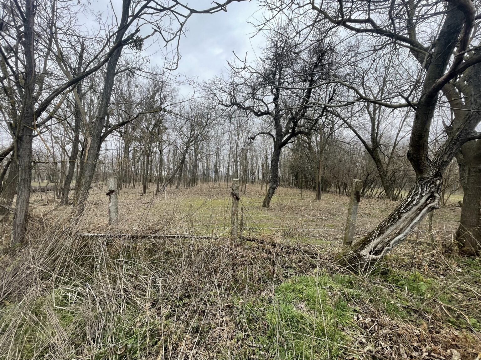 Eladó • Belterület • Tüskevár • 2321 m²