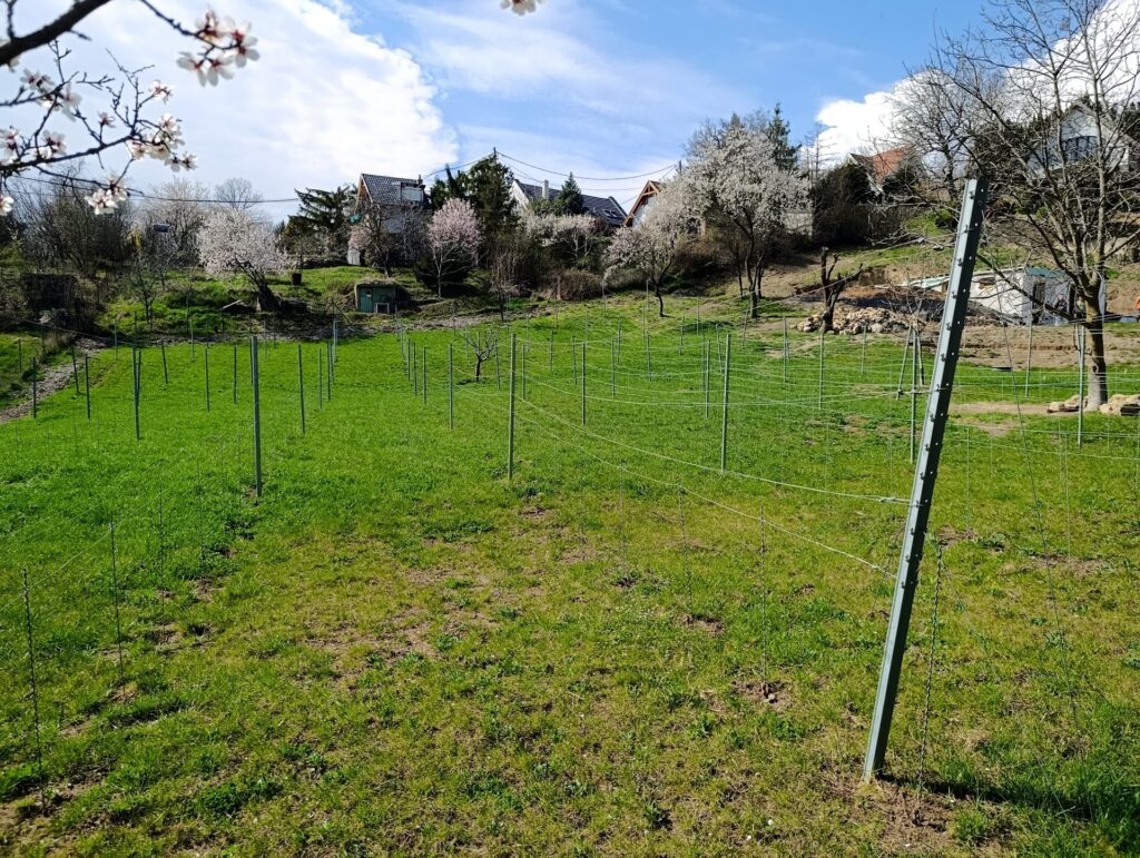 Eladó • Zártkert • Csopak • 2913 m²